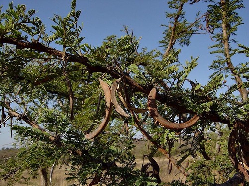 Vachellia gerrardii var. gerrardii image