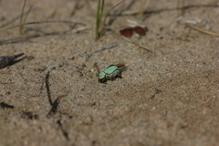 Hoplia parvula