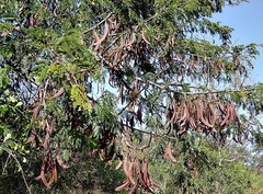Vachellia robusta subsp. clavigera image