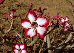 Adenium multiflorum image