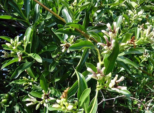 Stomatostemma image