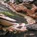 Rhodonia placenta - Photo (c) Kim Potapov, algunos derechos reservados (CC BY-NC-SA), subido por Kim Potapov