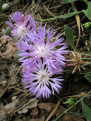 Psephellus marschallianus