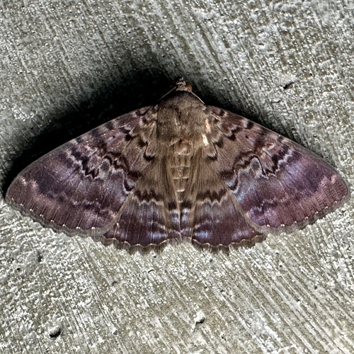 Plain cloak moth