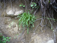 Silene saxatilis