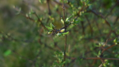 Olearia bullata