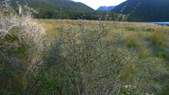 Olearia bullata