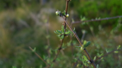 Olearia bullata