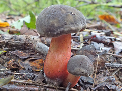 Hortiboletus engelii