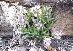 Ledebouria macowanii