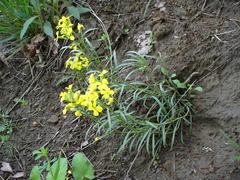 Erysimum canescens