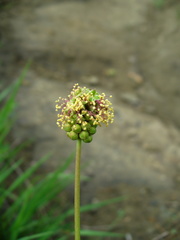 Sanguisorba minor balearica
