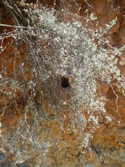 Nectarinia famosa