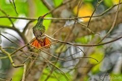 Amazilia tzacatl