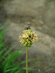 Sanguisorba minor balearica