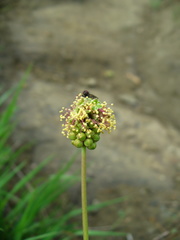 Sanguisorba minor balearica