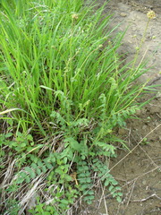 Sanguisorba minor balearica