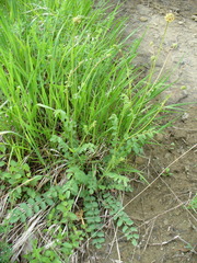 Sanguisorba minor balearica