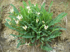 Astragalus polygala