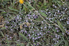 Clinopodium darwinii