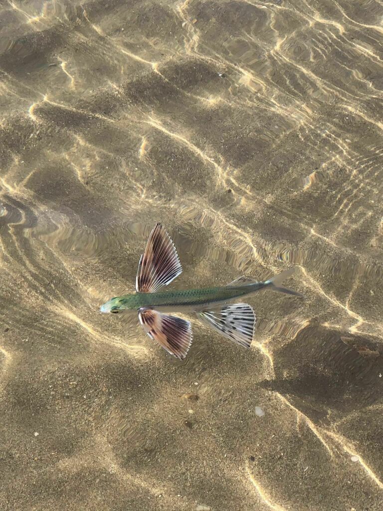 Mediterranean Flyingfish