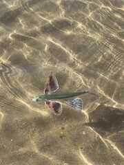 Mediterranean Flyingfish photo 1