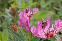 Pachybrachis hieroglyphicus