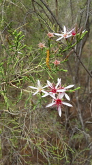 Calytrix exstipulata