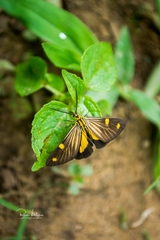 Phaeochlaena lampra