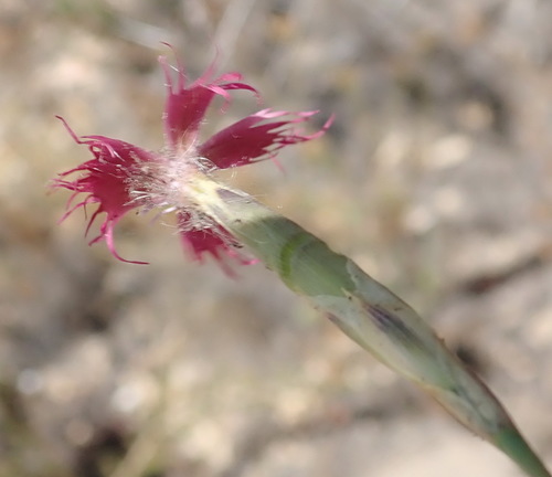 Image of Dianthus bolusii by (c) Nicola van Berkel, some rights reserved (CC BY-SA)