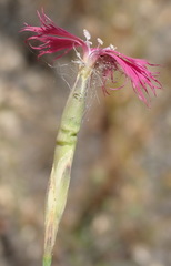 Dianthus bolusii