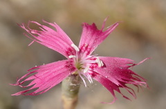 Dianthus bolusii