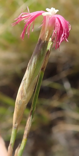 Image of Dianthus bolusii by (c) Nicola van Berkel, some rights reserved (CC BY-SA)