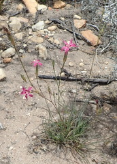 Dianthus bolusii