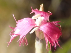 Dianthus bolusii