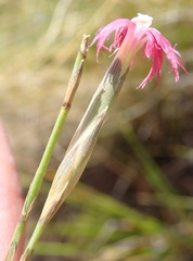Dianthus bolusii