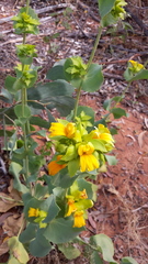 Goodenia panduriformis
