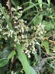 Hedyotis effusa