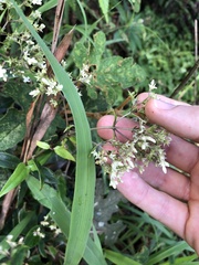 Hedyotis effusa