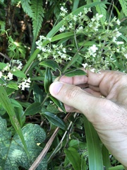 Hedyotis effusa