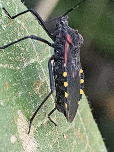 Sephina pustulata
