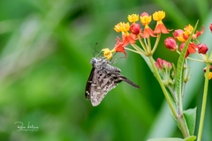 Thorybes dorantes dorantes