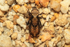 Stylogomphus chunliuae