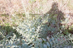 Hyoscyamus albus