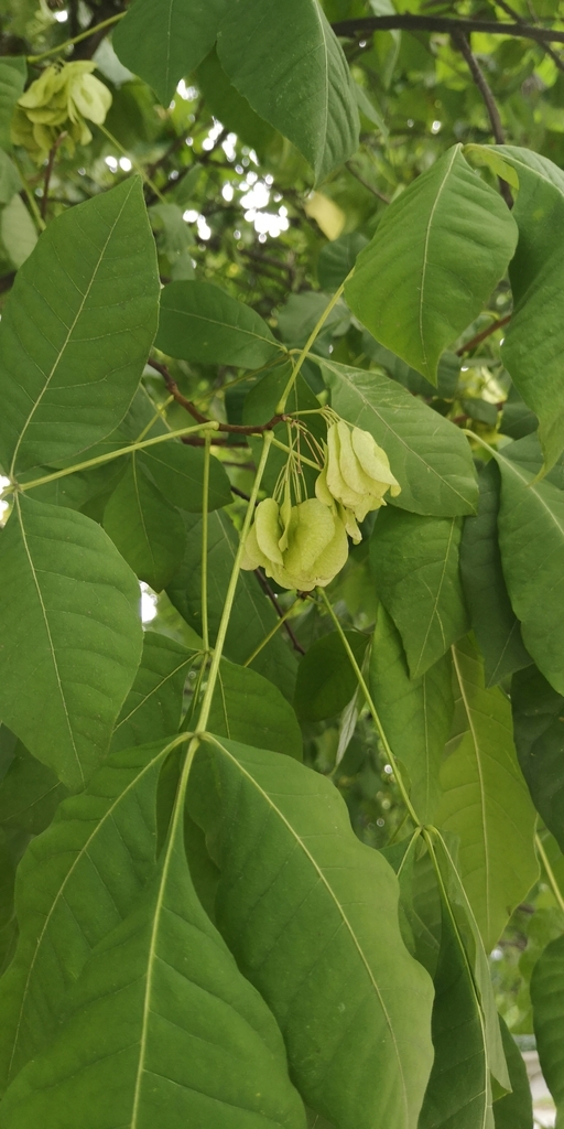common-hoptree-from-agrykola-02-00-459-warszawa-poland-on-august-24