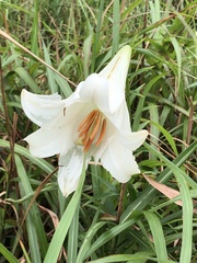 Lilium brownii