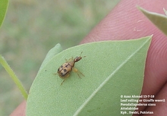 Pseudallapoderus sissus
