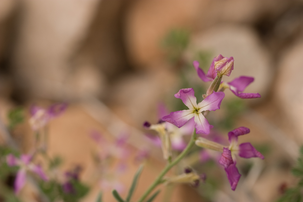 Matthiola longipetala bicornis from Central Heights-Midland City, AZ ...