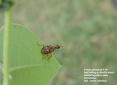 Pseudallapoderus sissus
