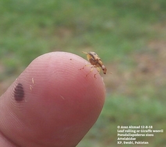 Pseudallapoderus sissus